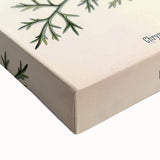 Botanical Art Prints - Vintage Chrysanthemum Cinerariaefolium Illustration