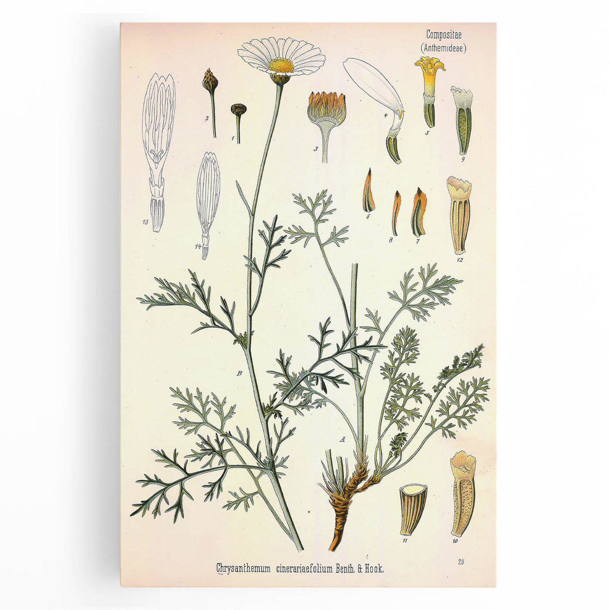 Botanical Art Prints - Vintage Chrysanthemum Cinerariaefolium Illustration