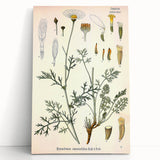 Botanical Art Prints - Vintage Chrysanthemum Cinerariaefolium Illustration
