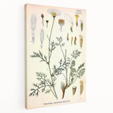 Botanical Art Prints - Vintage Chrysanthemum Cinerariaefolium Illustration