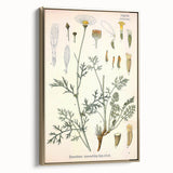 Botanical Art Prints - Vintage Chrysanthemum Cinerariaefolium Illustration