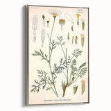 Botanical Art Prints - Vintage Chrysanthemum Cinerariaefolium Illustration