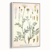 Botanical Art Prints - Vintage Chrysanthemum Cinerariaefolium Illustration