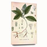 Vintage Botanical Art Print - Cephaelis Ipecacuanha Ipecac Illustration