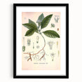 Vintage Botanical Art Print - Cephaelis Ipecacuanha Ipecac Illustration