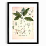 Vintage Botanical Art Print - Cephaelis Ipecacuanha Ipecac Illustration