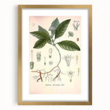 Vintage Botanical Art Print - Cephaelis Ipecacuanha Ipecac Illustration
