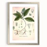 Vintage Botanical Art Print - Cephaelis Ipecacuanha Ipecac Illustration