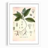 Vintage Botanical Art Print - Cephaelis Ipecacuanha Ipecac Illustration