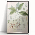 Vintage Botanical Art Print - Cephaelis Ipecacuanha Ipecac Illustration