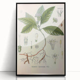 Vintage Botanical Art Print - Cephaelis Ipecacuanha Ipecac Illustration