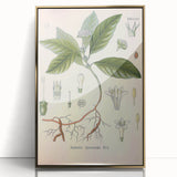 Vintage Botanical Art Print - Cephaelis Ipecacuanha Ipecac Illustration
