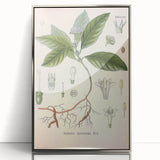 Vintage Botanical Art Print - Cephaelis Ipecacuanha Ipecac Illustration