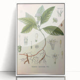 Vintage Botanical Art Print - Cephaelis Ipecacuanha Ipecac Illustration