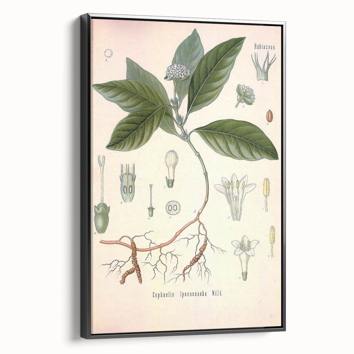 Vintage Botanical Art Print - Cephaelis Ipecacuanha Ipecac Illustration