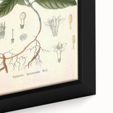 Vintage Botanical Art Print - Cephaelis Ipecacuanha Ipecac Illustration