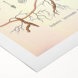 Vintage Botanical Art Print - Cephaelis Ipecacuanha Ipecac Illustration