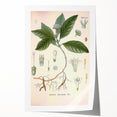 Vintage Botanical Art Print - Cephaelis Ipecacuanha Ipecac Illustration