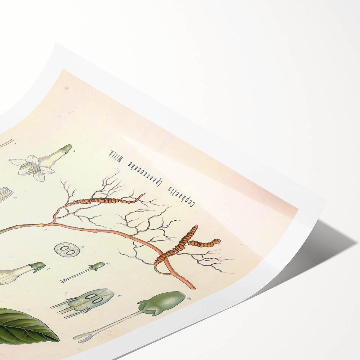 Vintage Botanical Art Print - Cephaelis Ipecacuanha Ipecac Illustration
