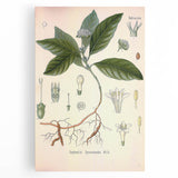 Vintage Botanical Art Print - Cephaelis Ipecacuanha Ipecac Illustration