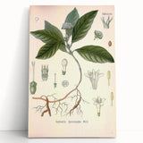 Vintage Botanical Art Print - Cephaelis Ipecacuanha Ipecac Illustration