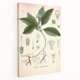 Vintage Botanical Art Print - Cephaelis Ipecacuanha Ipecac Illustration