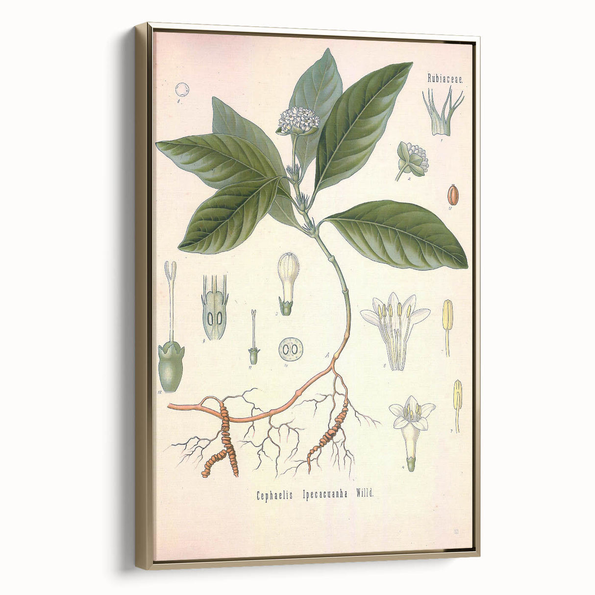Vintage Botanical Art Print - Cephaelis Ipecacuanha Ipecac Illustration