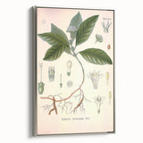Vintage Botanical Art Print - Cephaelis Ipecacuanha Ipecac Illustration
