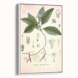 Vintage Botanical Art Print - Cephaelis Ipecacuanha Ipecac Illustration