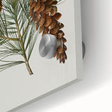 Vintage Botanical Pine Cone Art Print – Nature-Inspired Botanical Wall Art