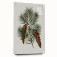 Vintage Botanical Pine Cone Art Print – Nature-Inspired Botanical Wall Art