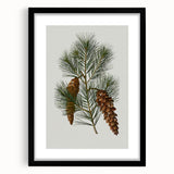 Vintage Botanical Pine Cone Art Print – Nature-Inspired Botanical Wall Art