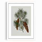 Vintage Botanical Pine Cone Art Print – Nature-Inspired Botanical Wall Art