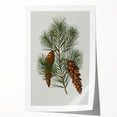 Vintage Botanical Pine Cone Art Print – Nature-Inspired Botanical Wall Art