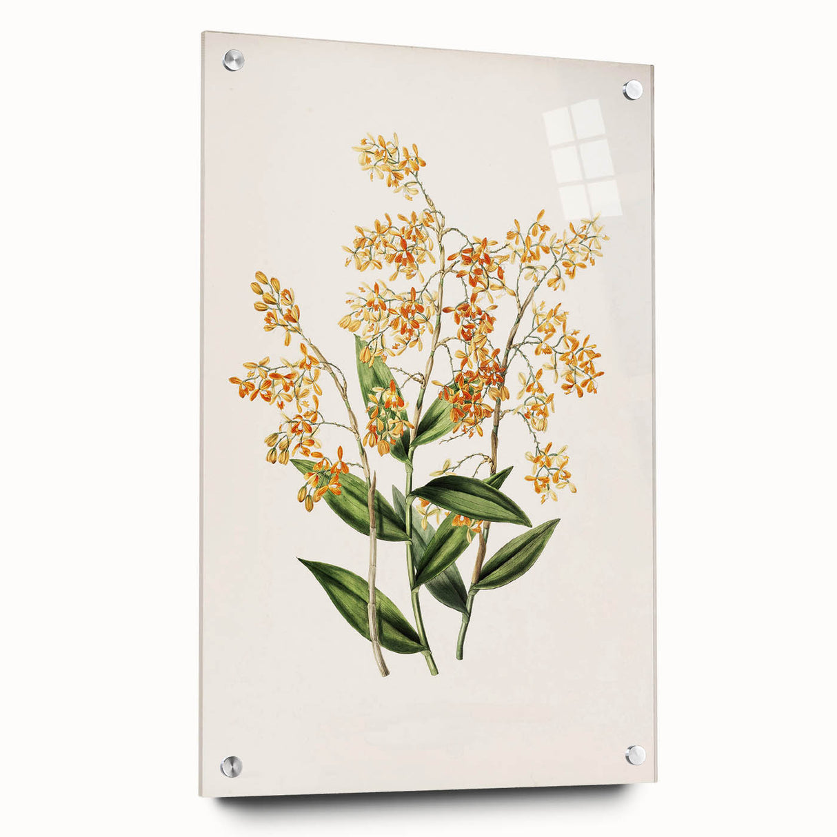 Vintage Botanical Orchid Art Print – Nature-Inspired Botanical Wall Art