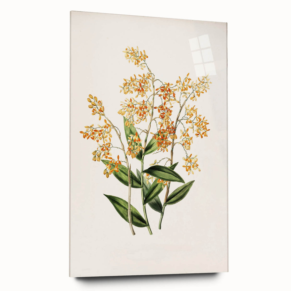 Vintage Botanical Orchid Art Print – Nature-Inspired Botanical Wall Art