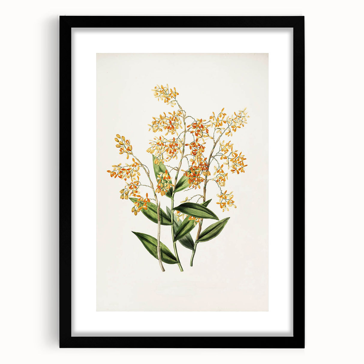 Vintage Botanical Orchid Art Print – Nature-Inspired Botanical Wall Art