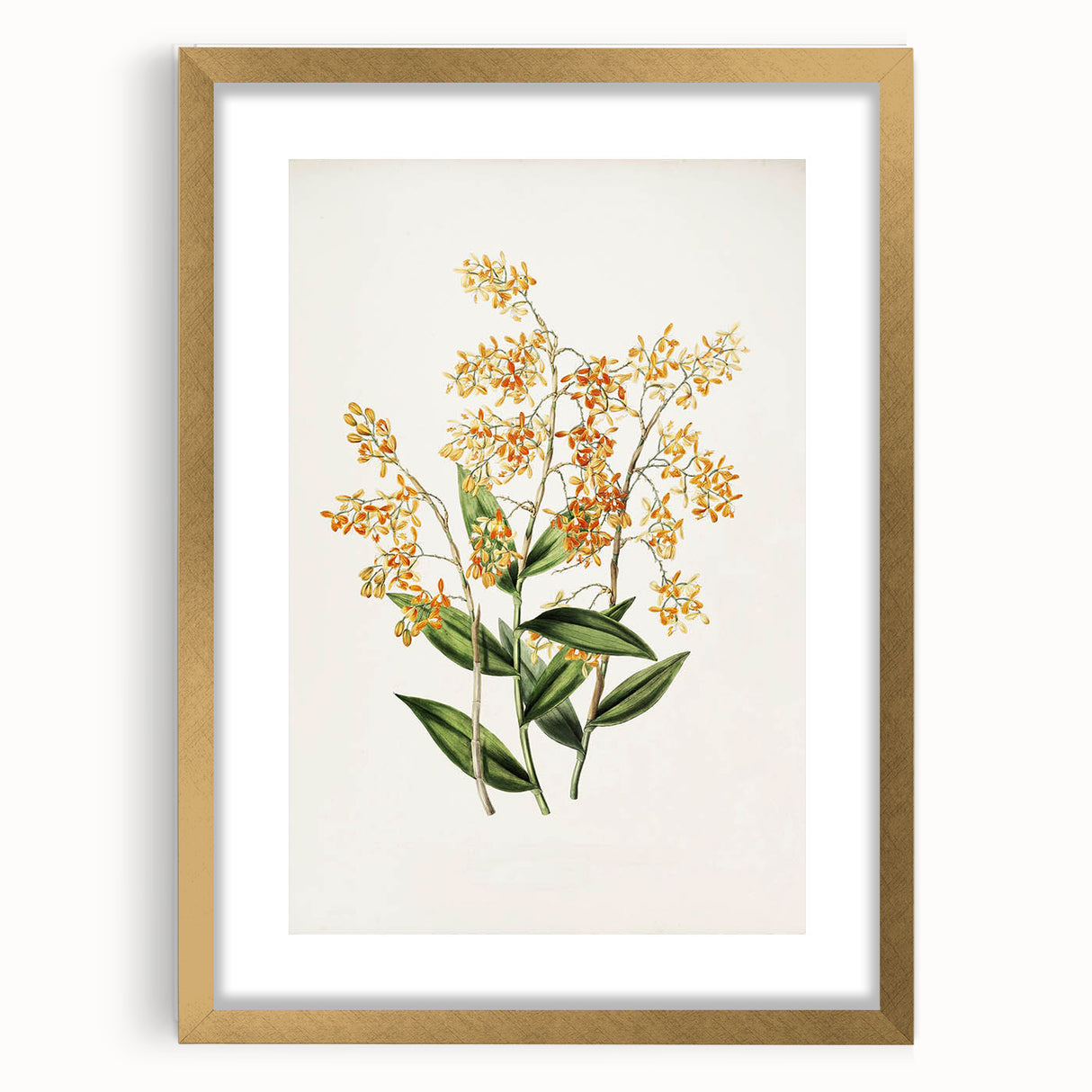 Vintage Botanical Orchid Art Print – Nature-Inspired Botanical Wall Art
