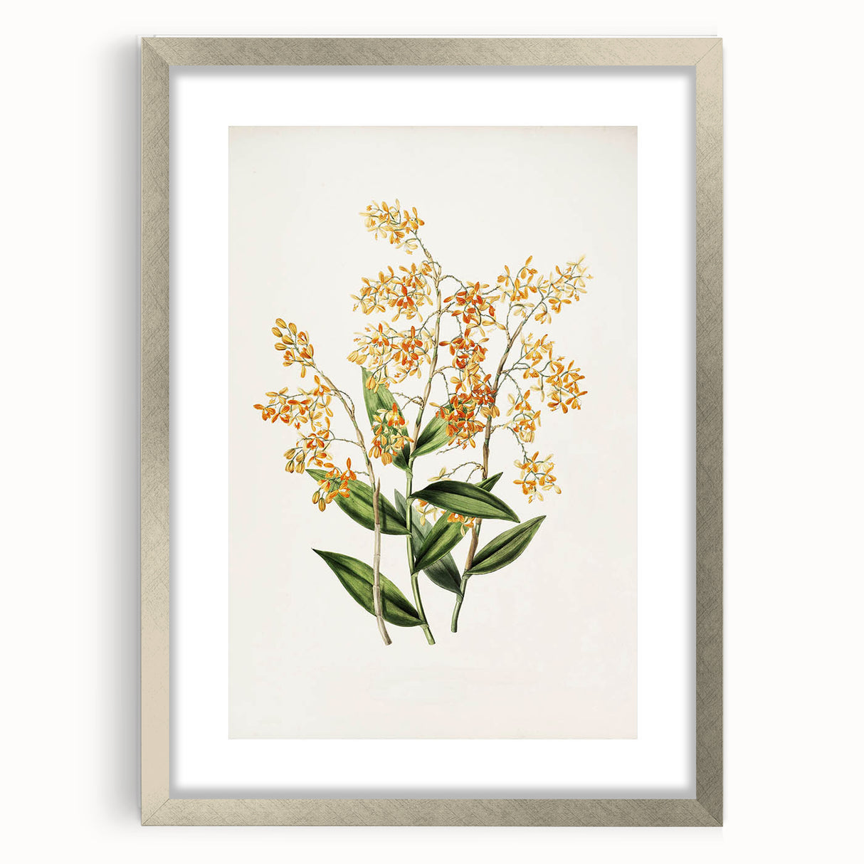 Vintage Botanical Orchid Art Print – Nature-Inspired Botanical Wall Art