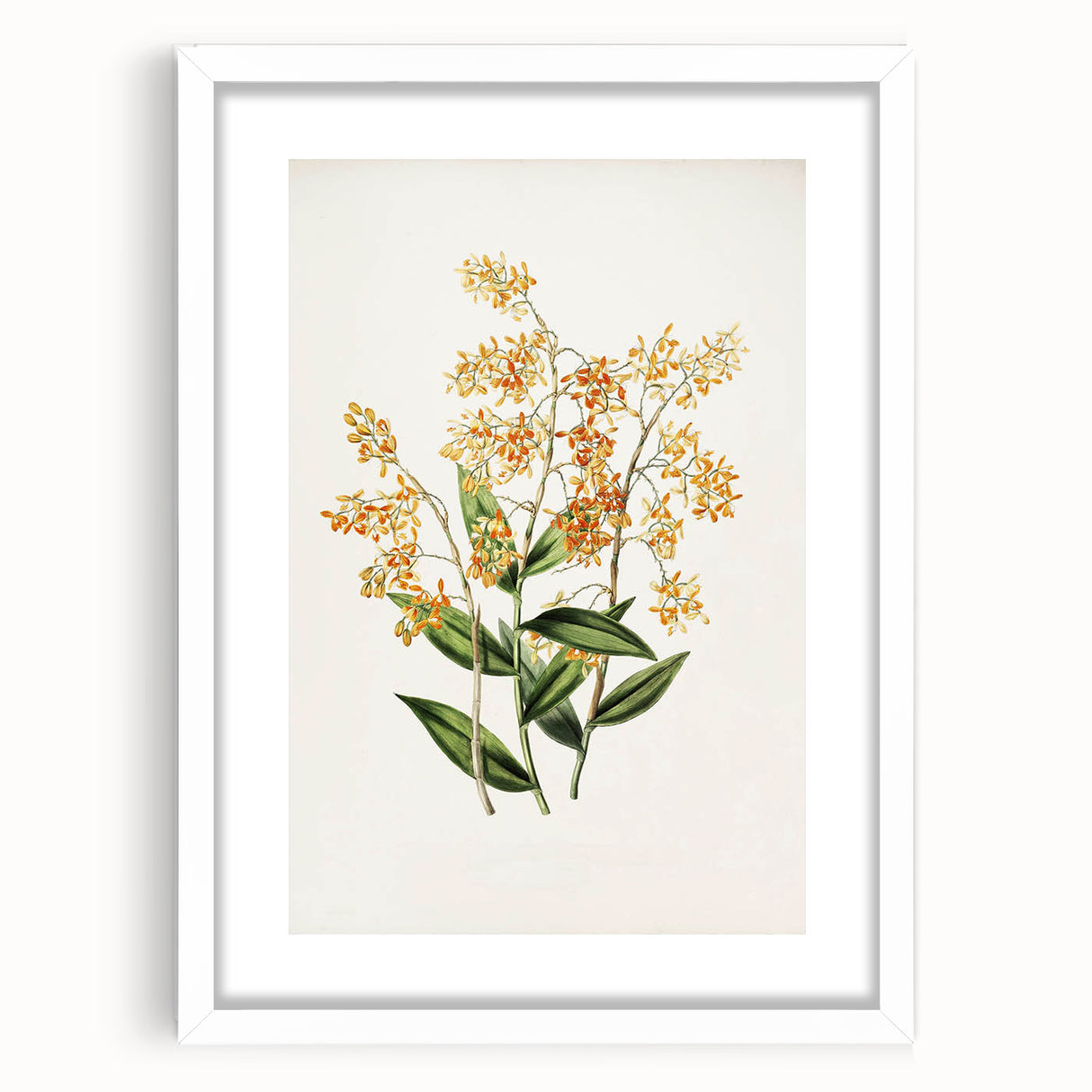 Vintage Botanical Orchid Art Print – Nature-Inspired Botanical Wall Art