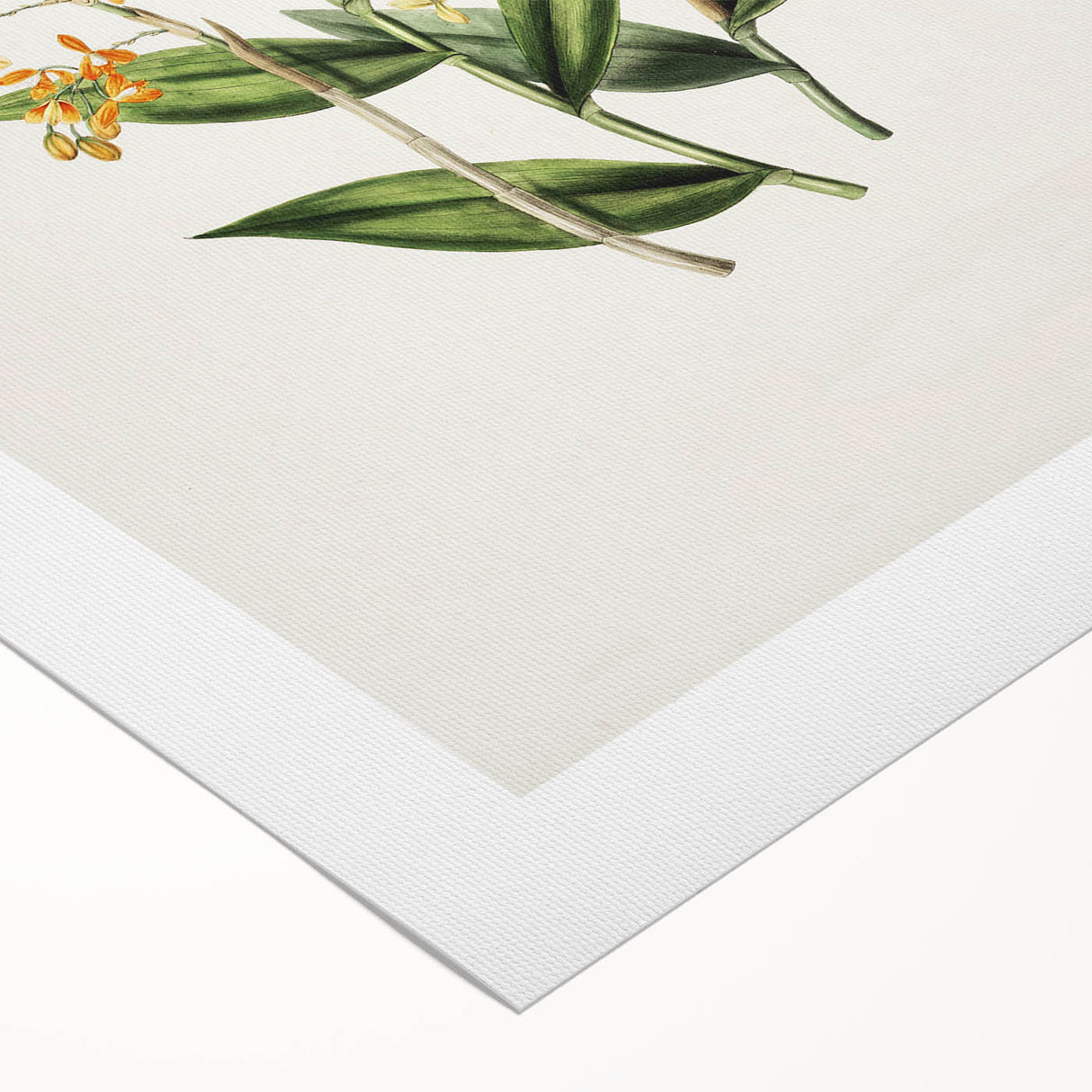 Vintage Botanical Orchid Art Print – Nature-Inspired Botanical Wall Art