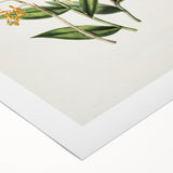 Vintage Botanical Orchid Art Print – Nature-Inspired Botanical Wall Art