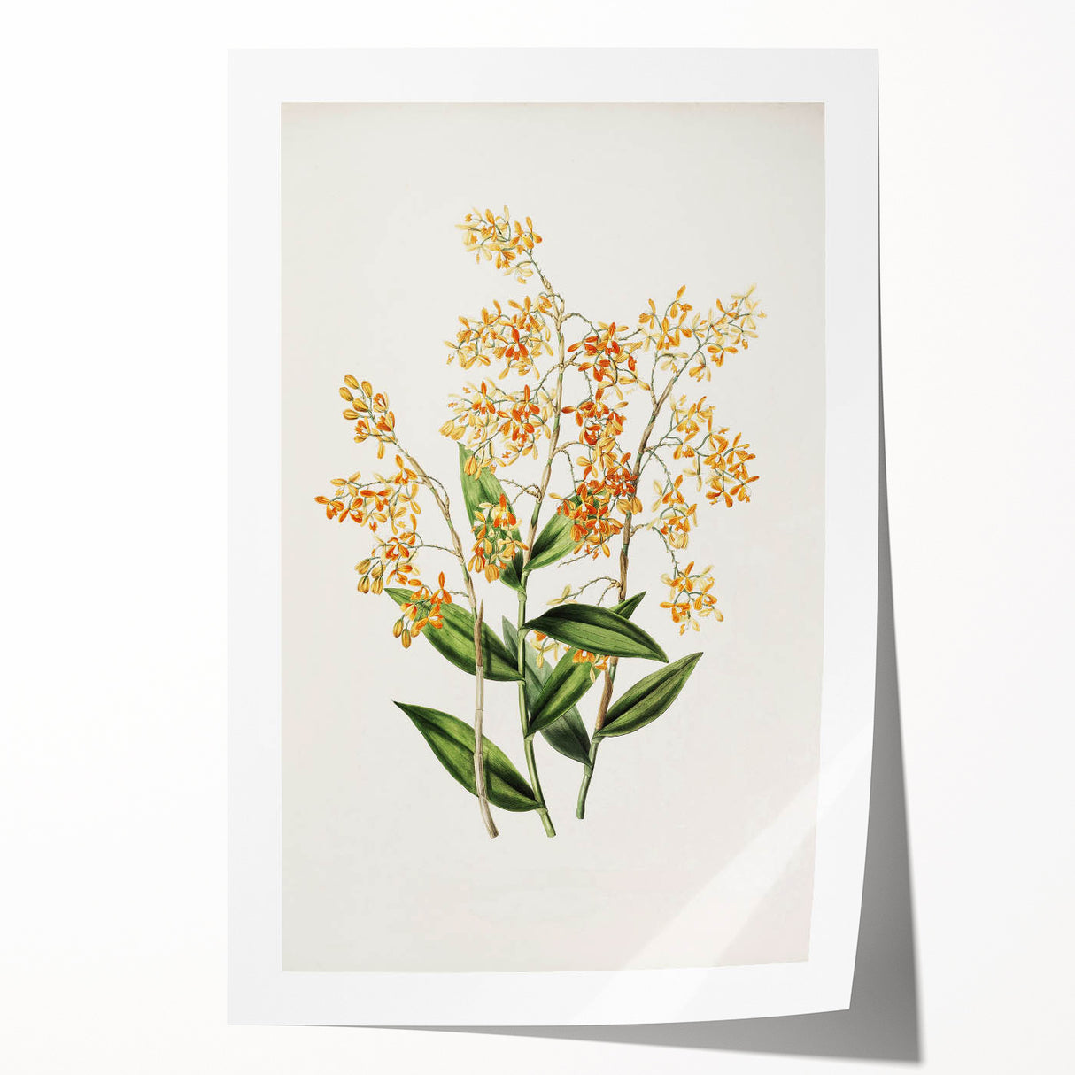 Vintage Botanical Orchid Art Print – Nature-Inspired Botanical Wall Art