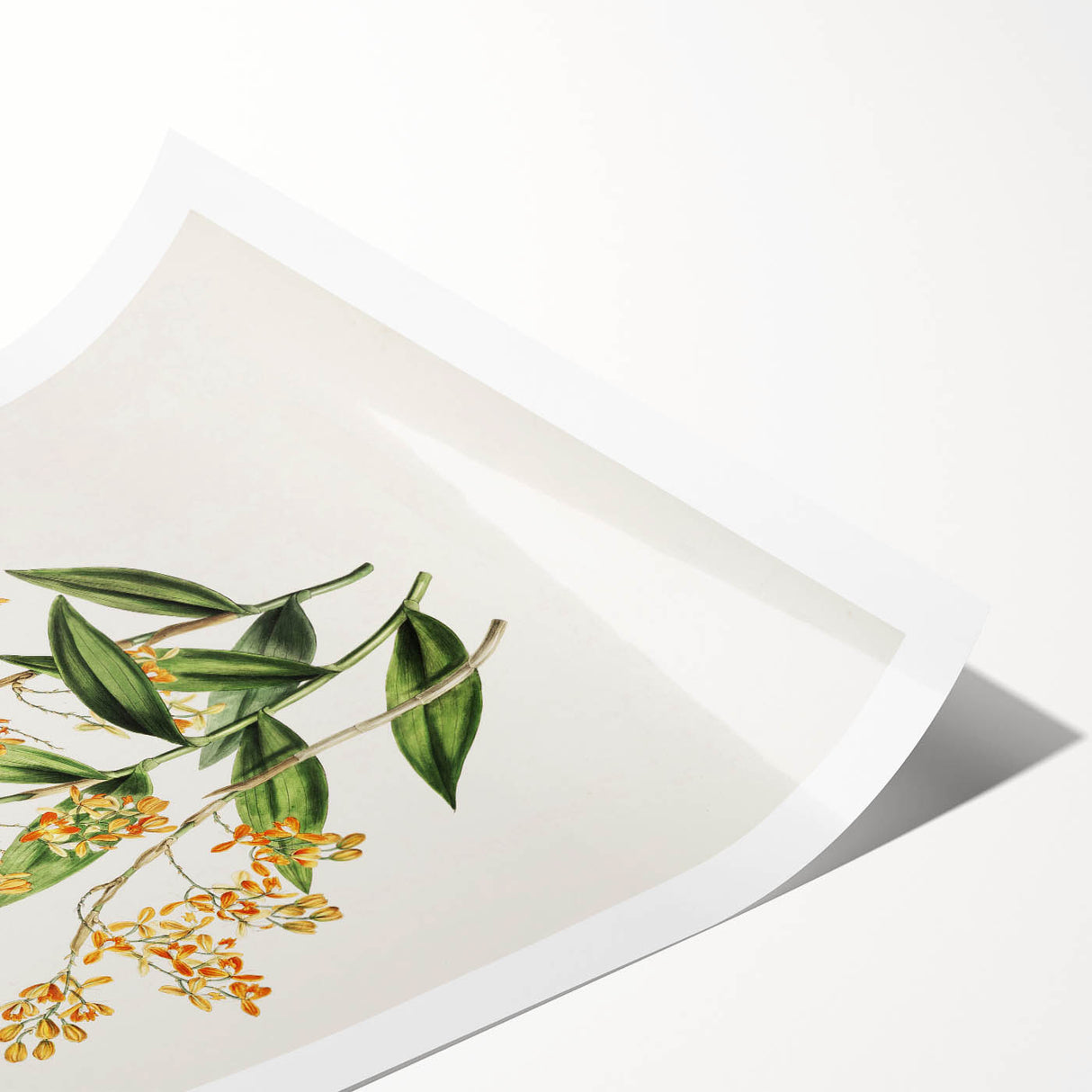 Vintage Botanical Orchid Art Print – Nature-Inspired Botanical Wall Art