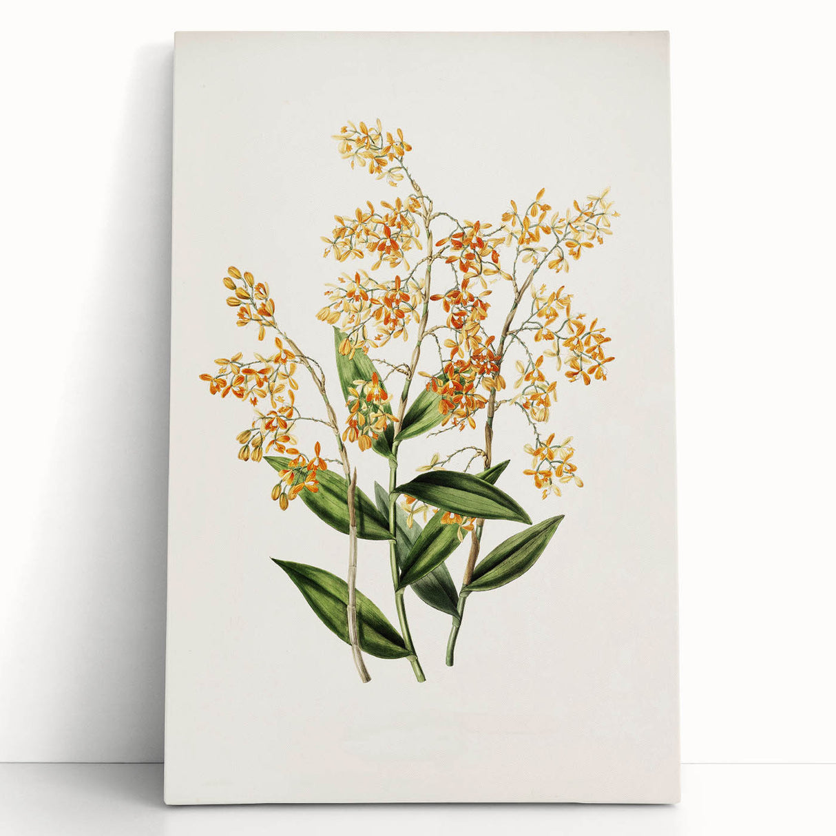 Vintage Botanical Orchid Art Print – Nature-Inspired Botanical Wall Art