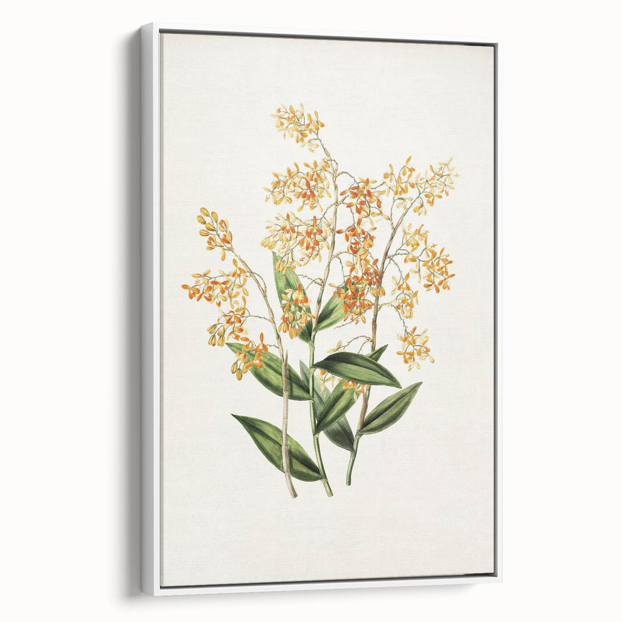 Vintage Botanical Orchid Art Print – Nature-Inspired Botanical Wall Art