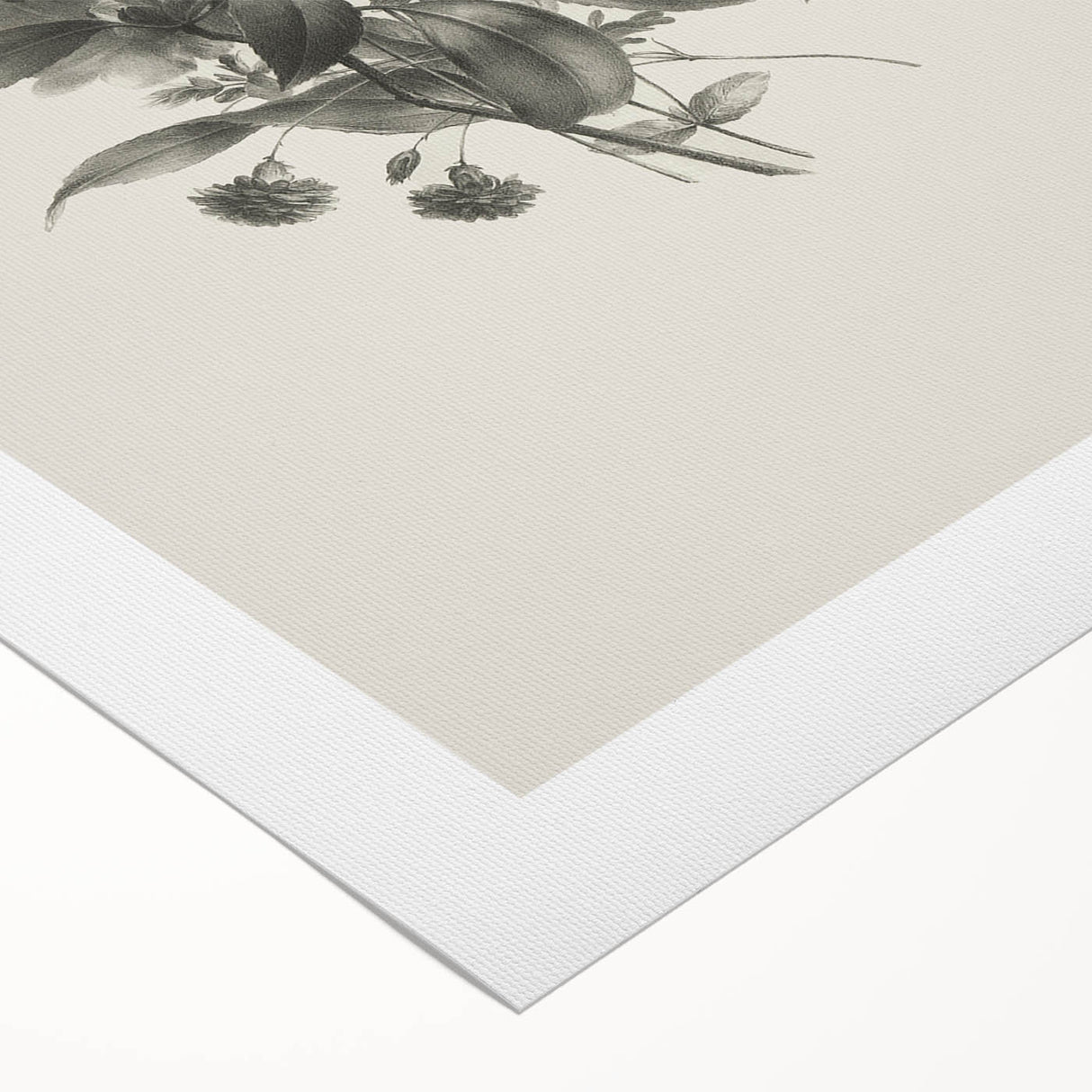 Vintage Botanical Rose Art Print – Black and White Botanical Wall Art
