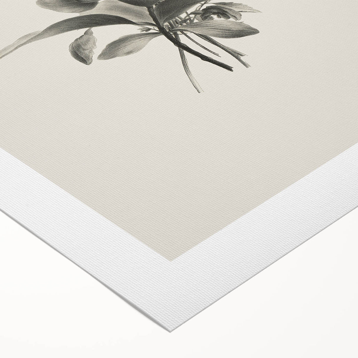 Vintage Botanical Flower Art Print – Black and White Floral Wall Art