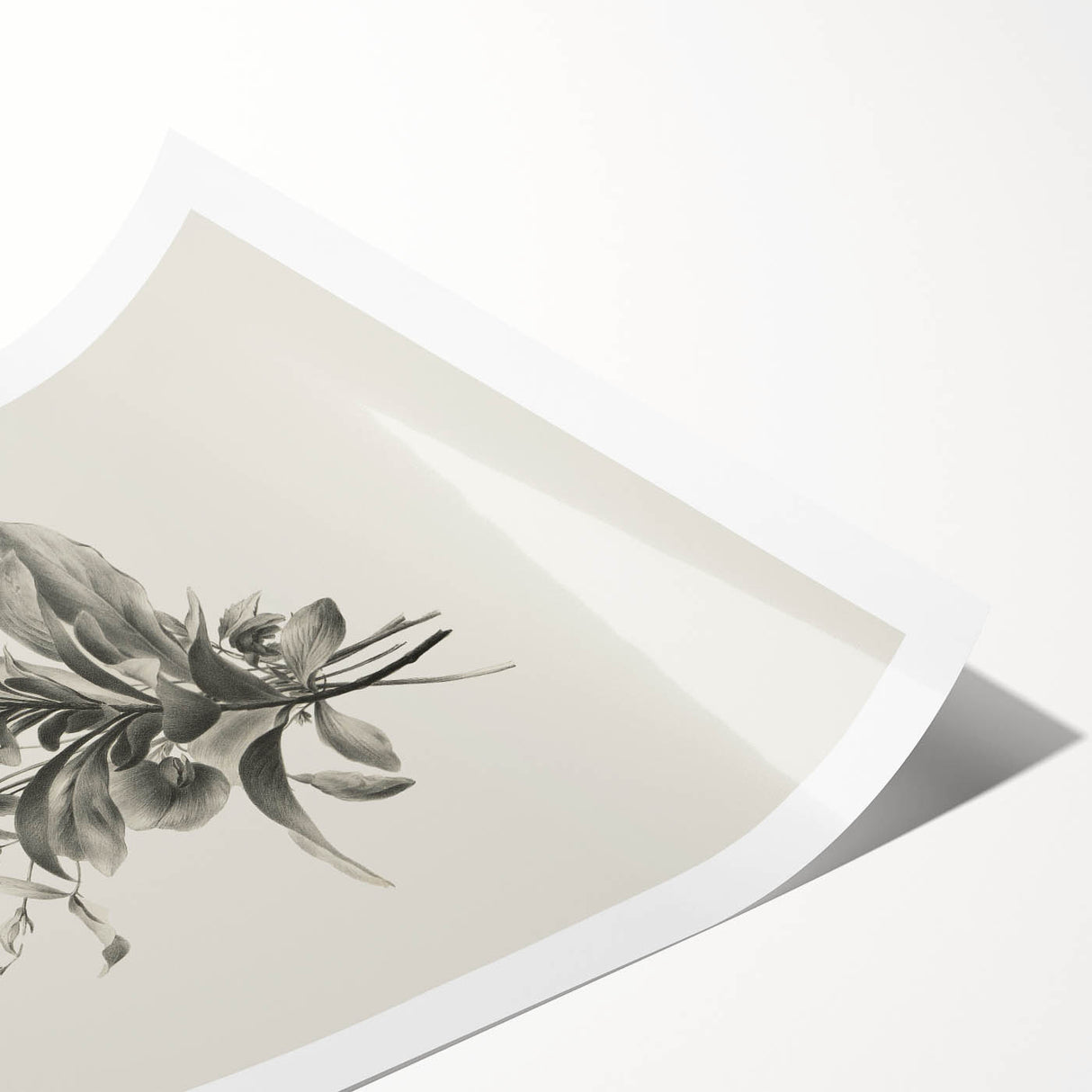Vintage Botanical Flower Art Print – Black and White Floral Wall Art