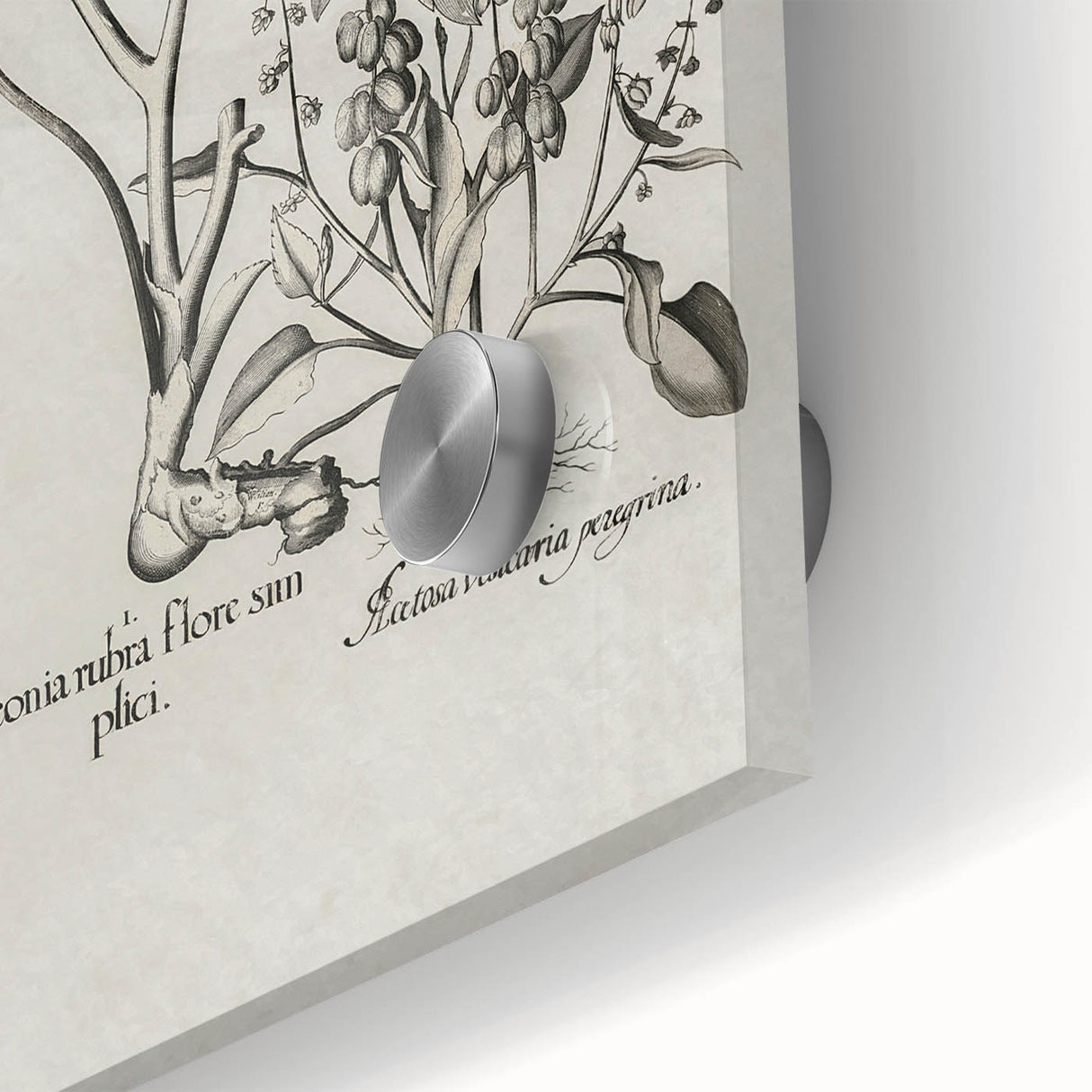 Vintage Botanical Peony and Flower Art Print – Black and White Botanical Wall Art